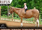 Mule - Horse for Sale in Tompkinsville, KY 42167