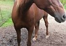 Morgan - Horse for Sale in Rutland, VT 05701 Morgan - Horse for Sale in Rutland, VT 05701