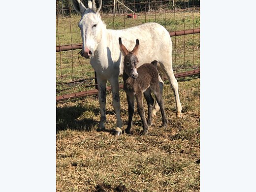 Mare Donkey for Sale