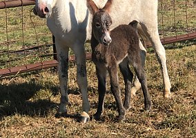 Donkey (Donkey, Mare) in Blue Ridge, TX