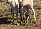 Donkey - Horse for Sale in Blue Ridge, TX 75424