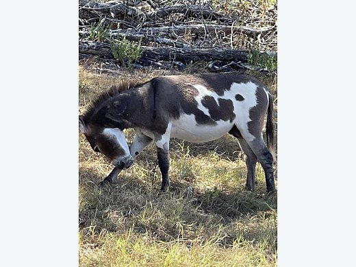 Mini Donkey for Sale Or Trade