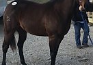 Quarter Horse - Horse for Sale in Shelbyville, IN 46176