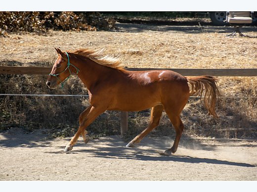Rescue 3yr old Quarter