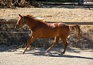 Quarter Horse - Horse for Sale in los gatos, CA 95033