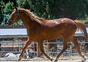 Quarter Horse (Quarter Horse, Mare) in Los Gatos, CA