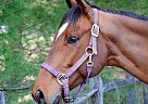 Thoroughbred - Horse for Sale in Christiana, PA 17509 Thoroughbred - Horse for Sale in Christiana, PA 17509