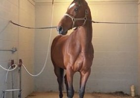 Thoroughbred (Thoroughbred, Gelding) in Christiana, PA