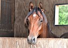 Arabian - Horse for Sale in Danville, VA 24541 Arabian - Horse for Sale in Danville, VA 24541