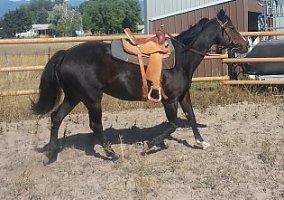 Quarter Horse (Quarter Horse, Mare) in Missoula, MT