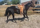 Quarter Horse - Horse for Sale in Missoula, MT 59808