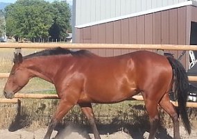 Quarter Horse (Quarter Horse, Mare) in Missoula, MT