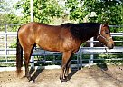 13 yr old Breeding Stock Paint Paint Gelding