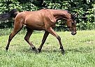 Arabian - Horse for Sale in Rantoul, KS 66079