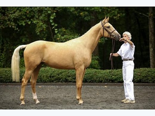2012 Palomino Gold Premium RPSI Branded TB/Hanoverian Gelding Sporthorse