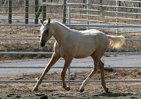 Hanoverian (Hanoverian, Gelding) in Toledo, OH