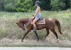 Arabian (Arabian, Mare) in Fort Collins, CO