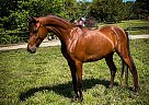 Arabian - Horse for Sale in Rantoul, KS 66079 Arabian - Horse for Sale in Rantoul, KS 66079
