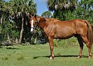 Wonderful, Versatile Thoroughbre... Thoroughbred Gelding