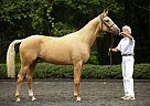 2012 Palomino Gold Premium RPSI ... Hanoverian Gelding