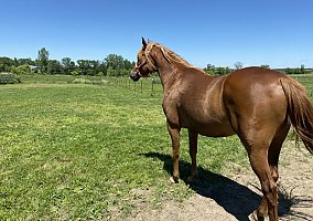 Arabian (Arabian, Gelding) in Baldwin, WI