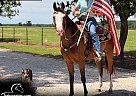 Missouri Fox Trotter - Horse for Sale in Little Rock, AR 72122