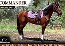 Quarter Horse - Horse for Sale in Fort Collins, CO 80524
