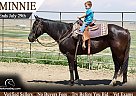 Quarter Horse - Horse for Sale in Fort Collins, CO 80524