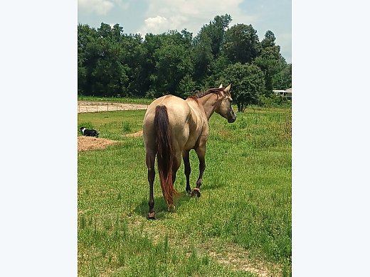 Buckskin Broodmare