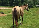 Quarter Horse - Horse for Sale in Sneads, FL 32460