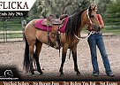 Quarter Horse - Horse for Sale in Fort Collins, CO 80524