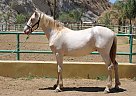 Andalusian - Horse for Sale in Canyon Country, CA 91387