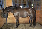 For Sale Velvet's Knight