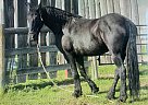 Friesian - Horse for Sale in Red Deer, AB T0M 1V0