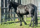 Friesian - Horse for Sale in Red Deer, AB T0M 1V0 Friesian - Horse for Sale in Red Deer, AB T0M 1V0
