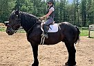 Magnus - Gelding in barrie, ON Magnus - Gelding in barrie, ON