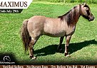 Miniature - Horse for Sale in , TX 75752