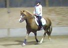 Haflinger - Horse for Sale in Readfield, ME 04355