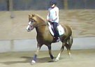 Haflinger - Horse for Sale in Readfield, ME 04355 Haflinger - Horse for Sale in Readfield, ME 04355