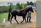 Paint - Horse for Sale in Red Deer, AB T0M 1V0