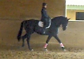 Hanoverian (Hanoverian, Gelding) in Wylie, TX