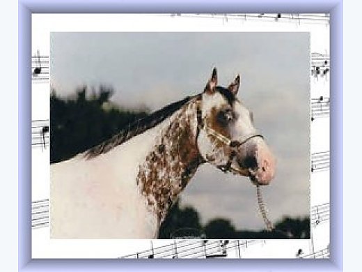 L.Colored.F.G. Nat/World Top10 Sire, FPD