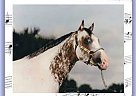 Appaloosa - Horse for Sale in Arkansas City, KS 