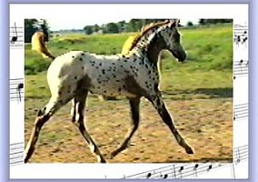 Appaloosa (Appaloosa, Stallion) in Arkansas City, KS