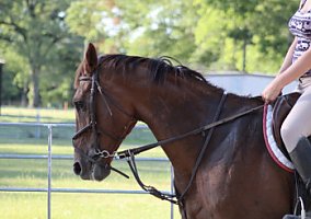 Thoroughbred (Thoroughbred, Mare) in Sterlington, LA