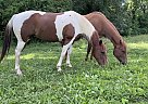 Paint - Horse for Sale in Cave Spring, VA 24018