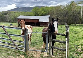 Paint (Paint, Mare) in Cave Spring, VA