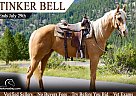 Quarter Horse - Horse for Sale in Fort Collins, CO 80524