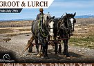 Percheron - Horse for Sale in Powell, WY 65742