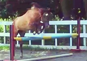 Welsh Pony and Cob (Welsh Pony and Cob, Gelding) in West Milford, NJ